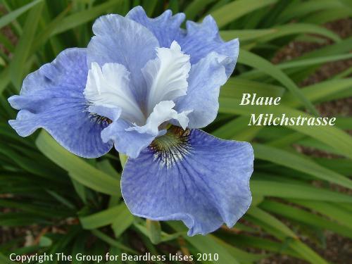 Iris sib Blaue Milchstrasse1